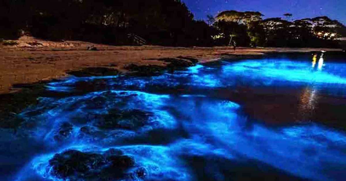 Bioluminescência faz ondas brilharem em praias brasileiras